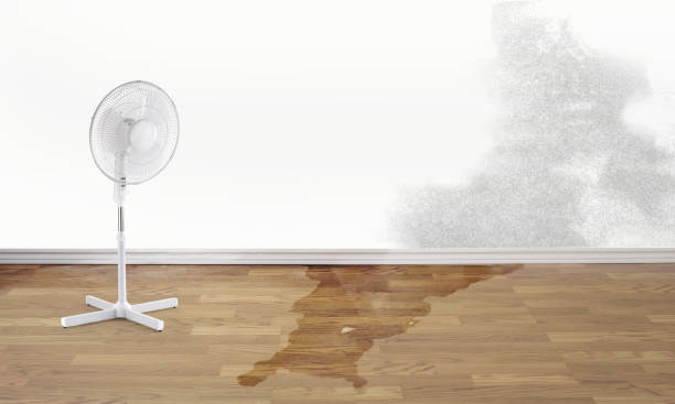 Best Water damage cleanup near me  in Feasterville, PA